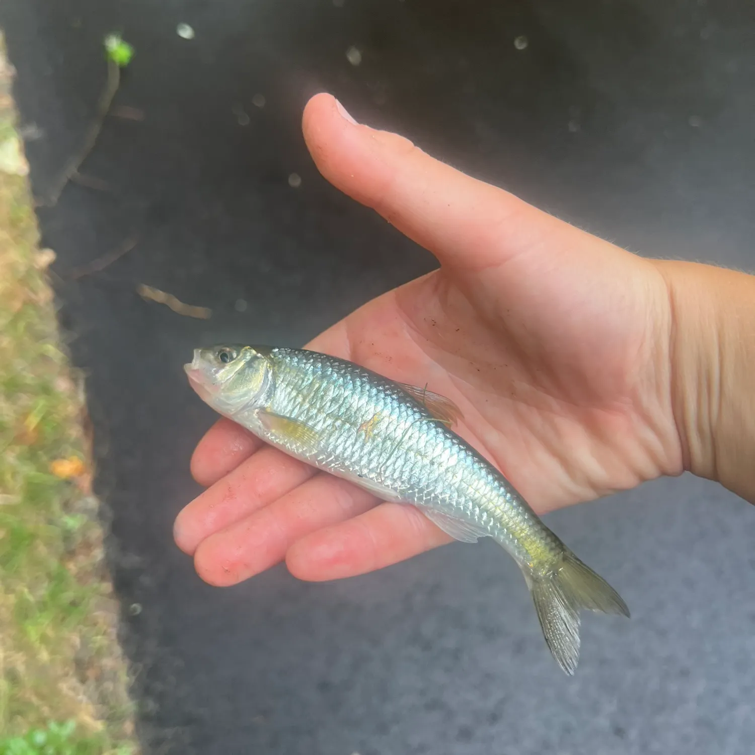 Striped shiner caught on Fishbrain