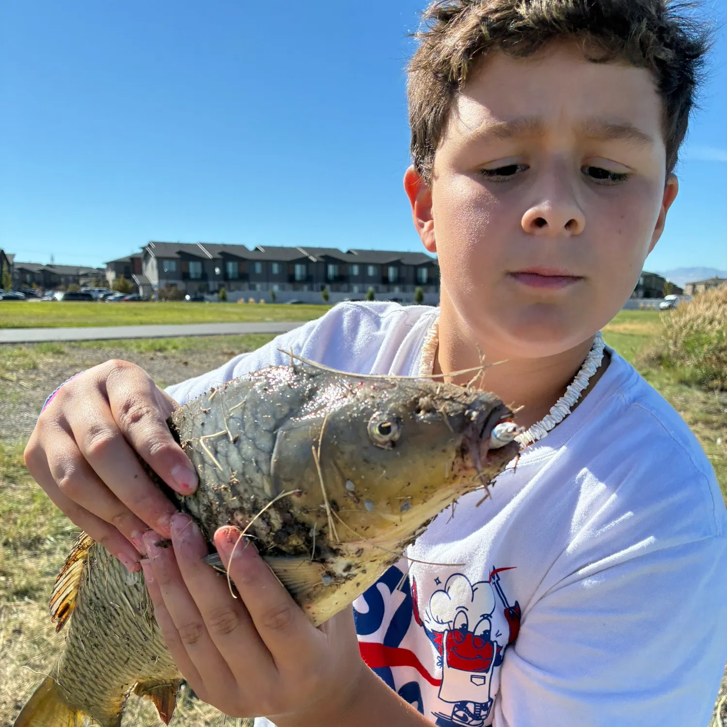 Common carp caught on Fishbrain
