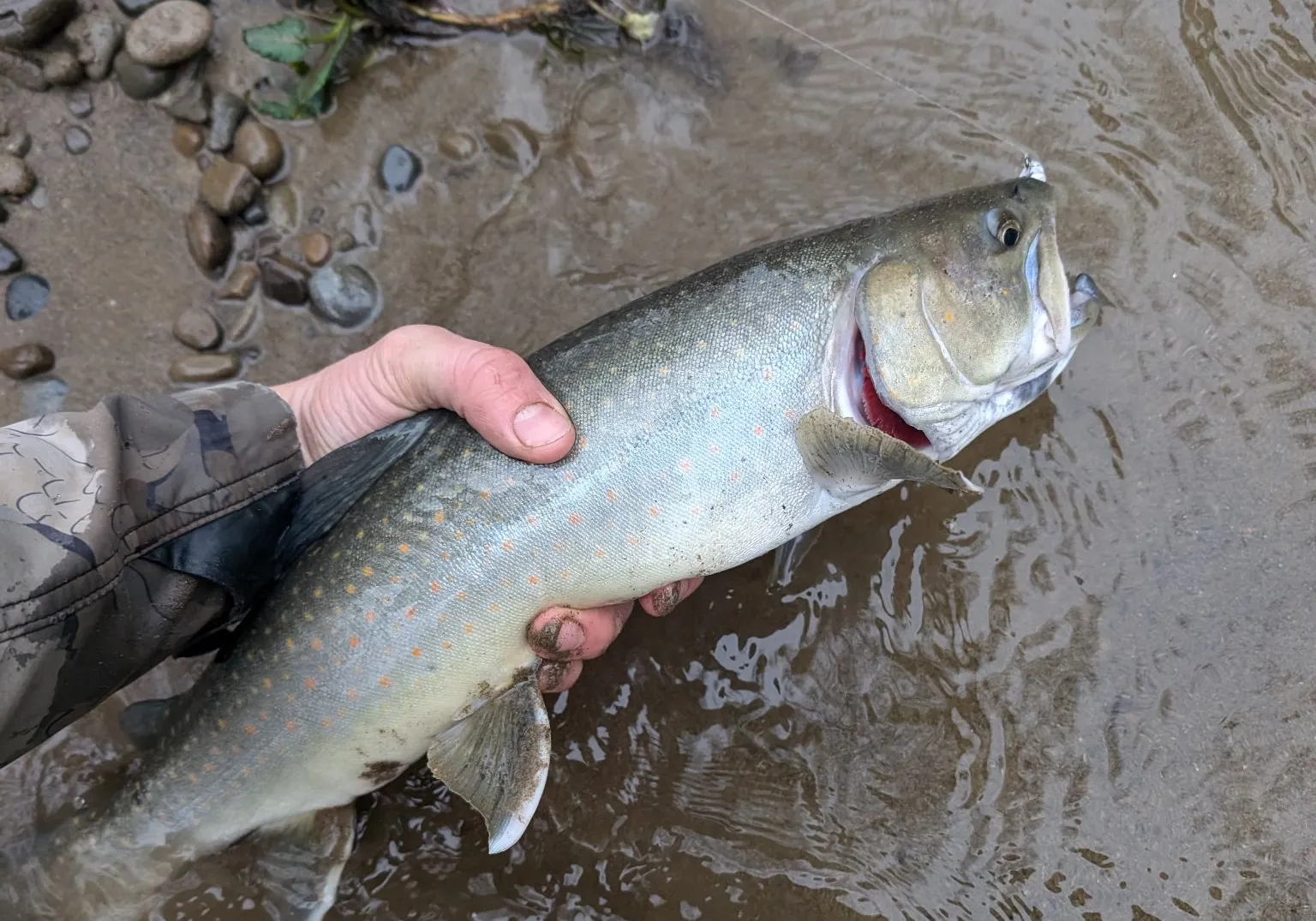 Bull trout