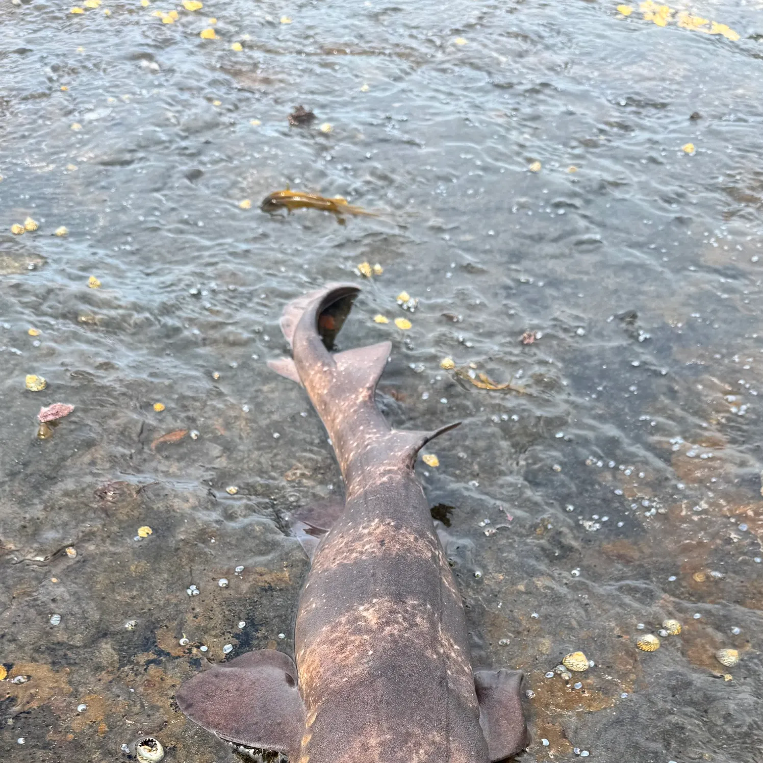 The most recent Blind shark catches on Fishbrain