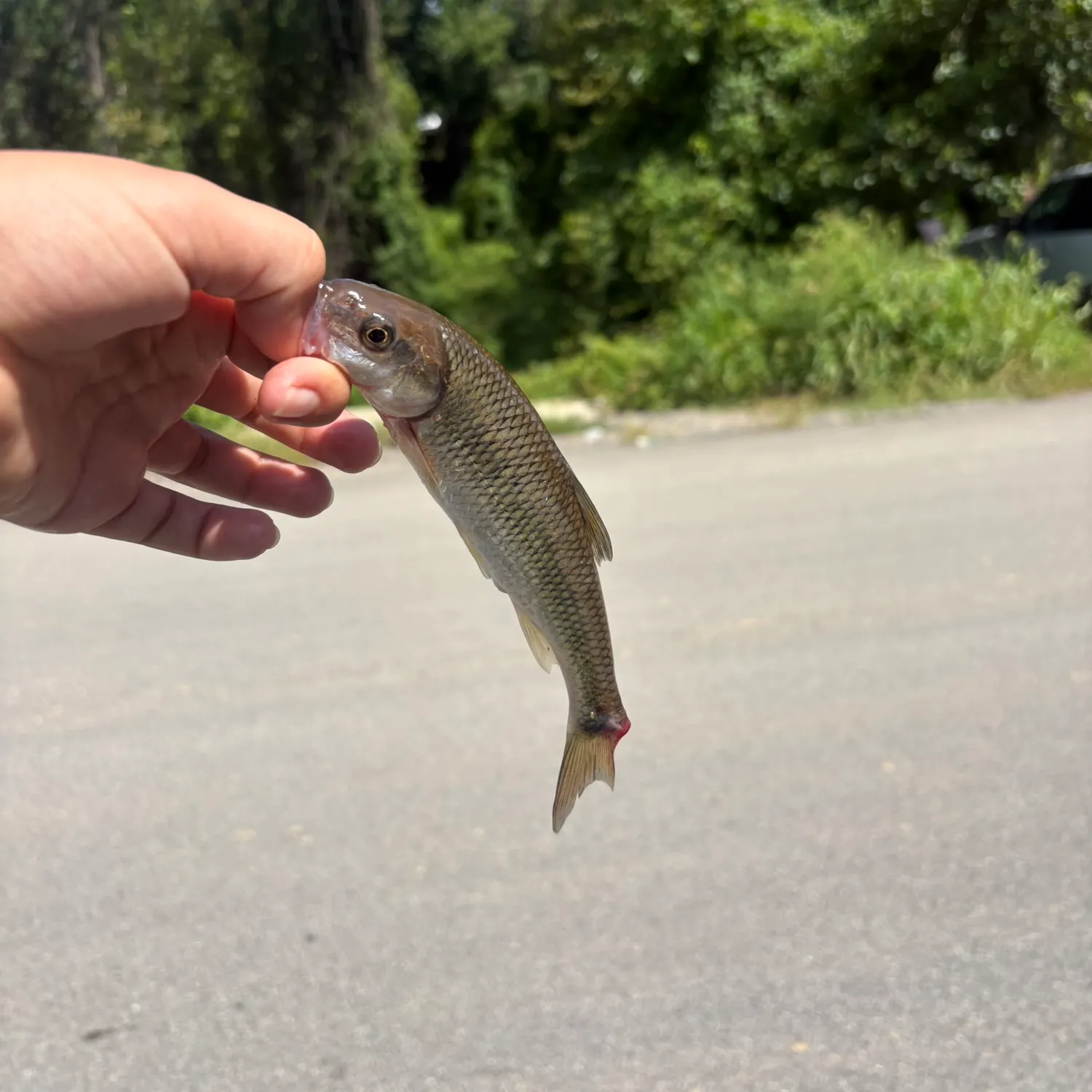 Fallfish caught on Fishbrain