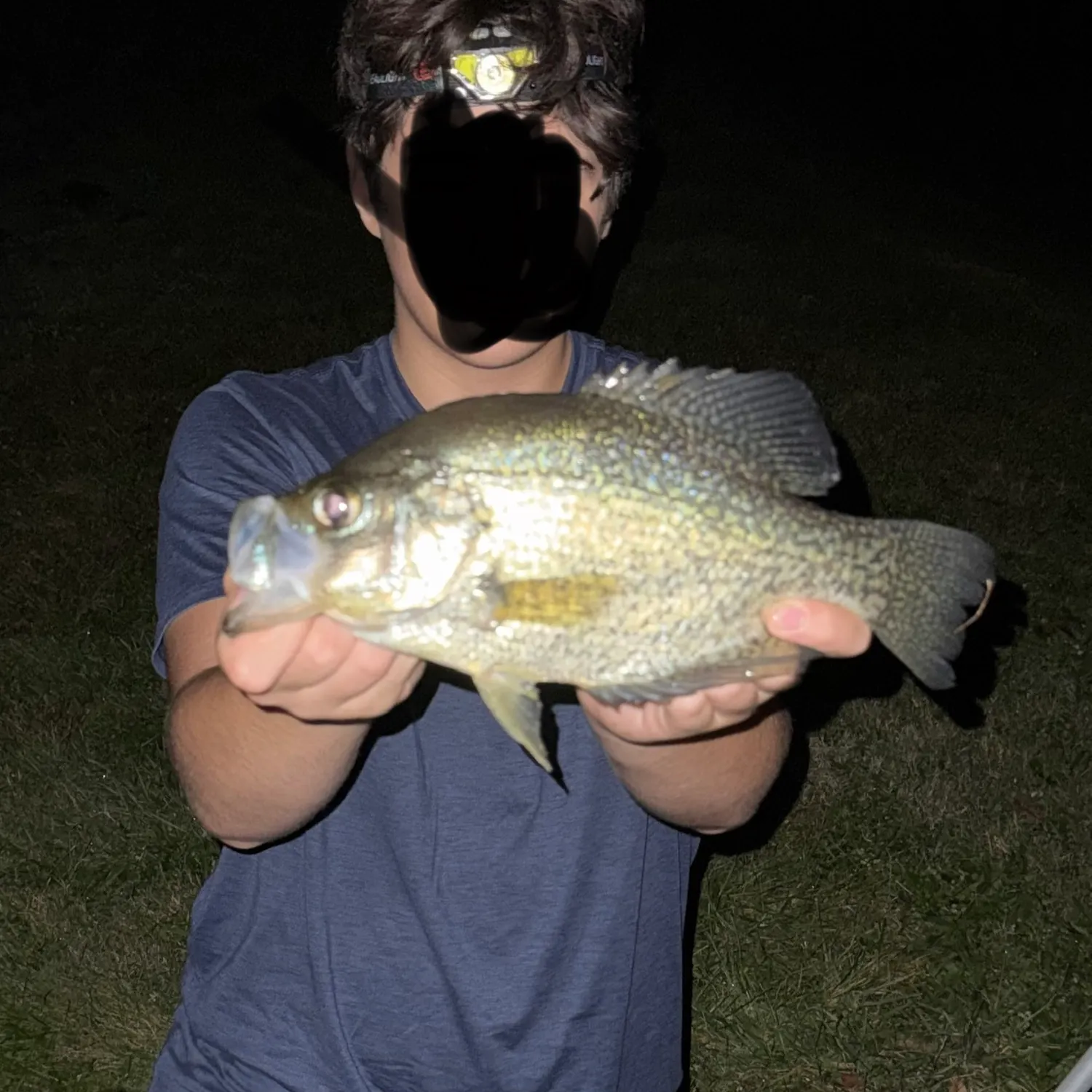 Black crappie caught on Fishbrain