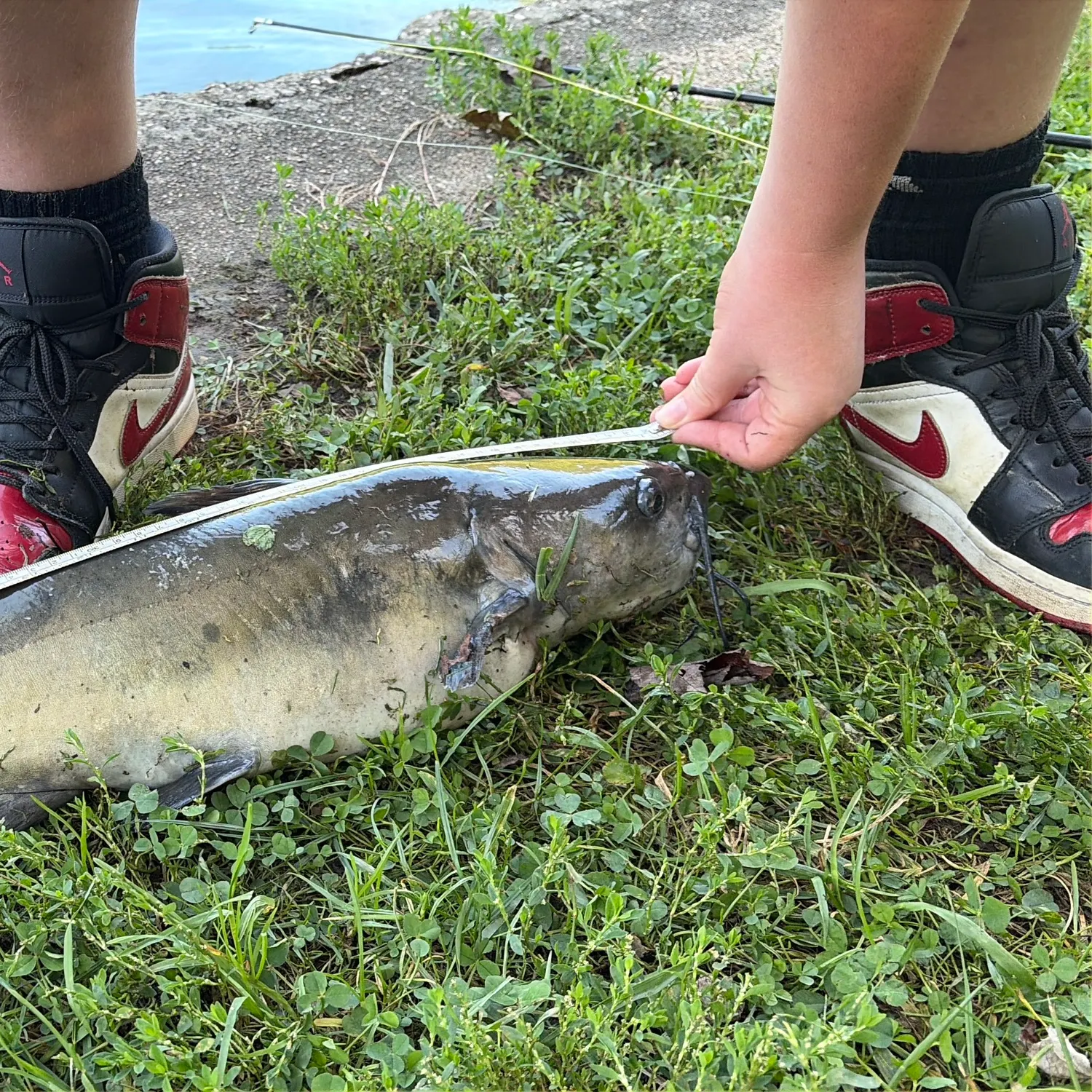 Channel catfish caught on Fishbrain