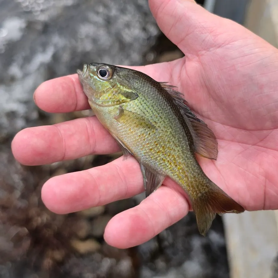Pumpkingill hybrid caught on Fishbrain