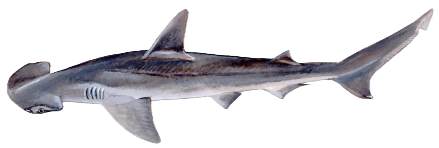 Bonnethead shark