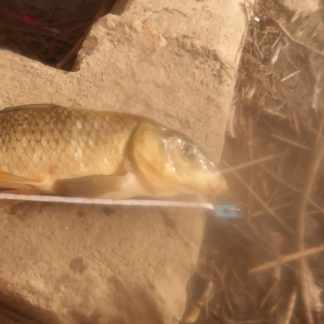 Common carp caught on Fishbrain