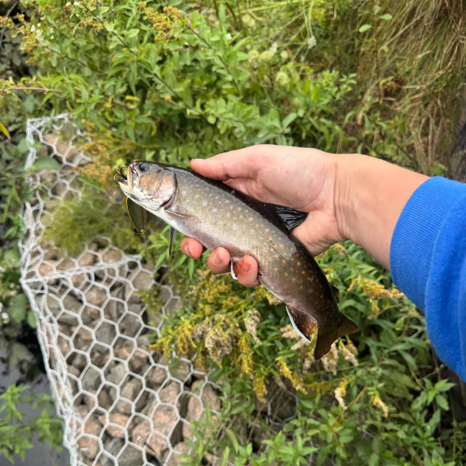 Brook trout caught on Fishbrain