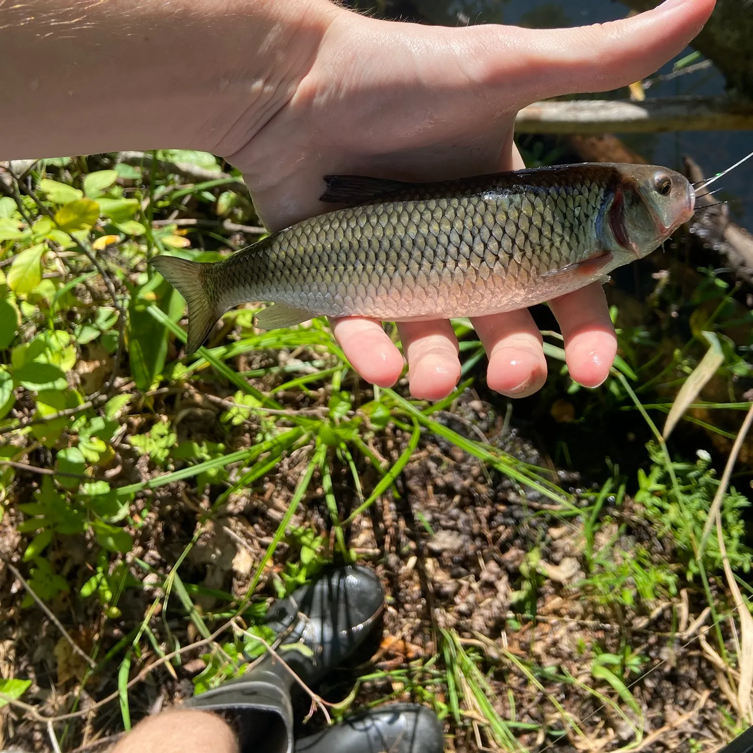 Fallfish caught on Fishbrain