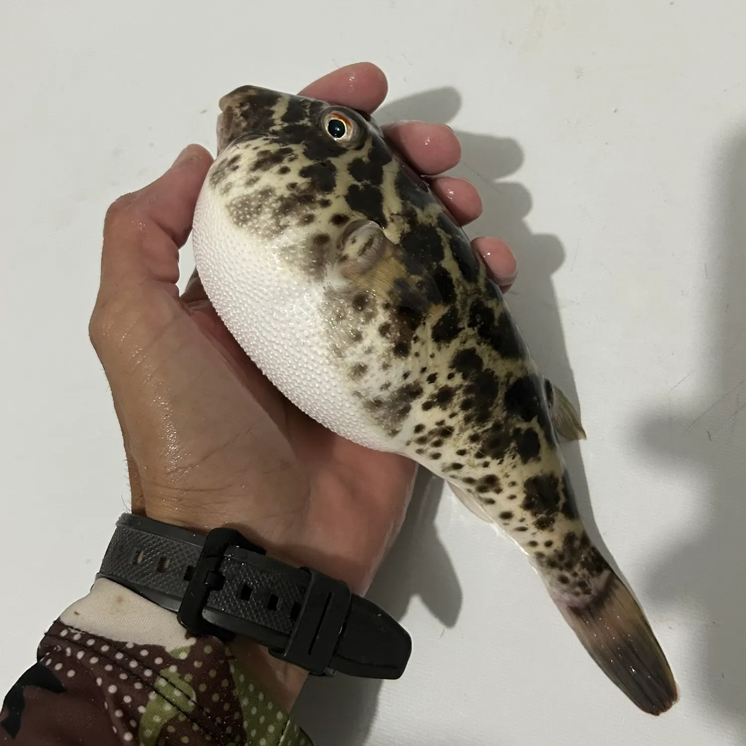 The most recent Checkered puffer catches on Fishbrain