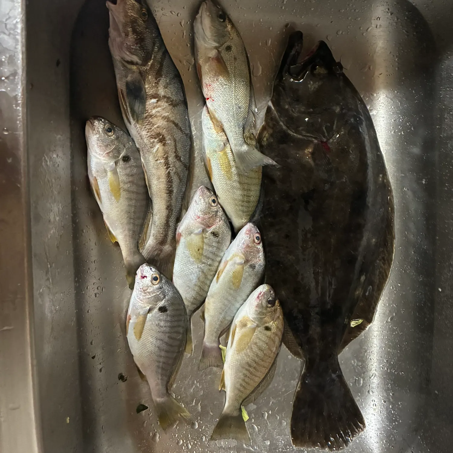 Summer flounder caught on Fishbrain