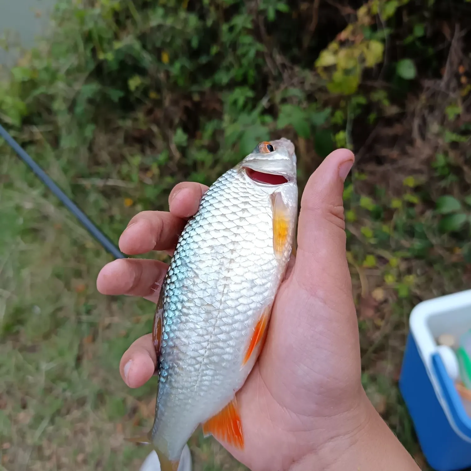 The most recent Common roach catches on Fishbrain