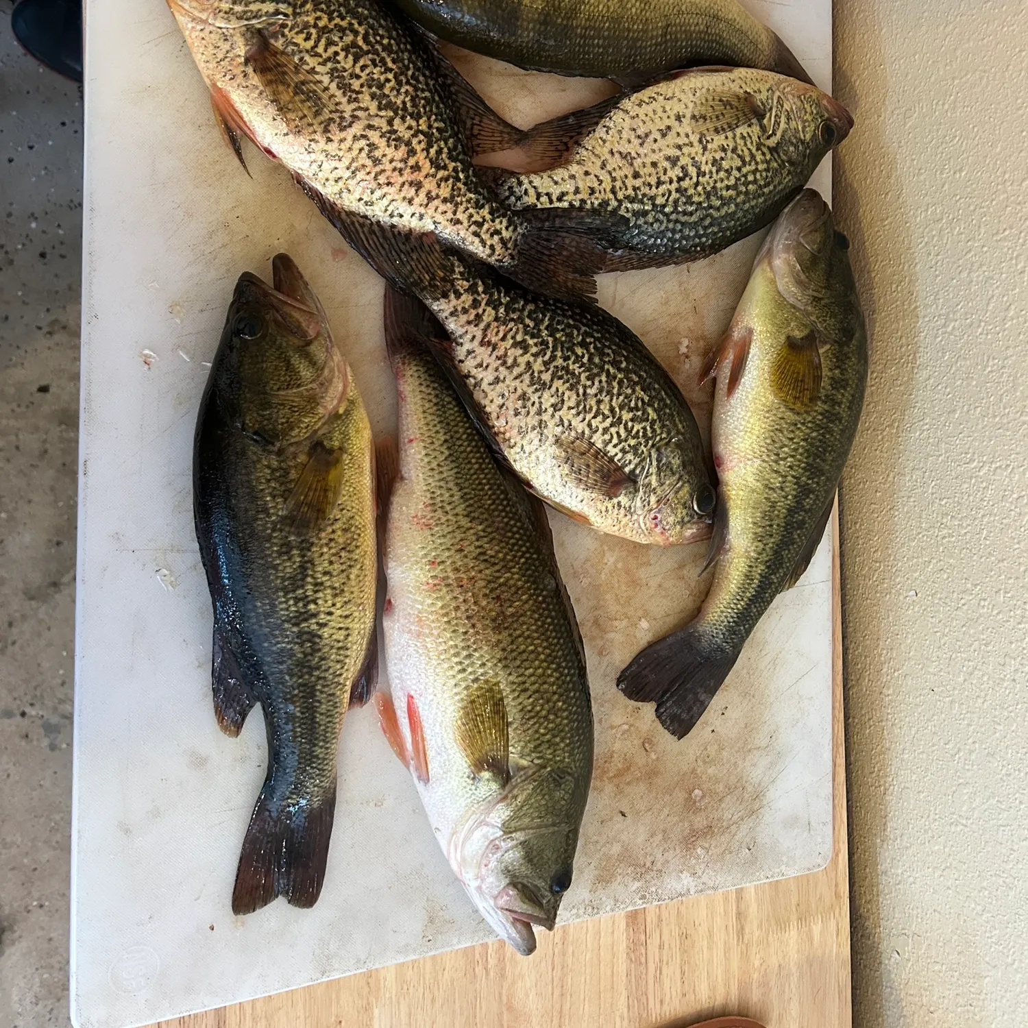 recently logged catches
