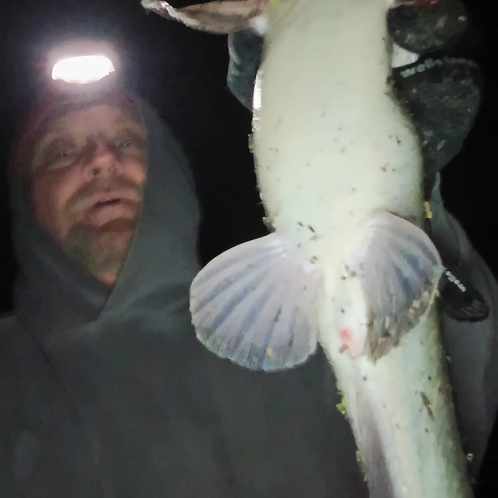 Channel catfish caught on Fishbrain