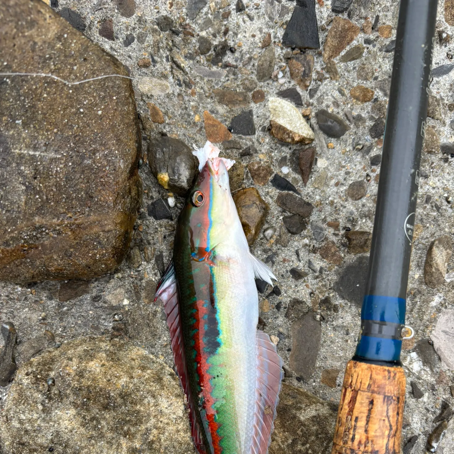The most recent Ornate wrasse catches on Fishbrain