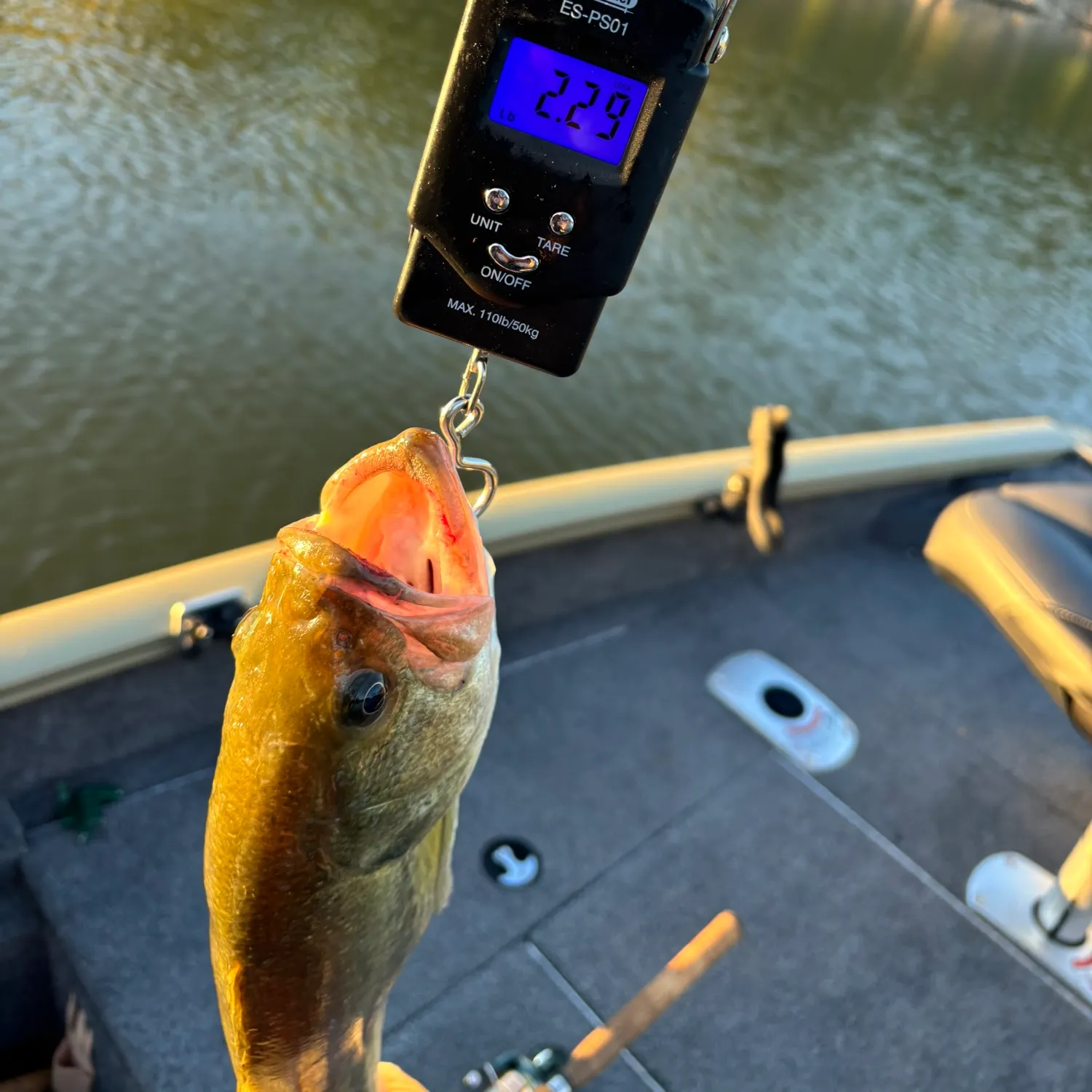 Largemouth bass caught on Fishbrain