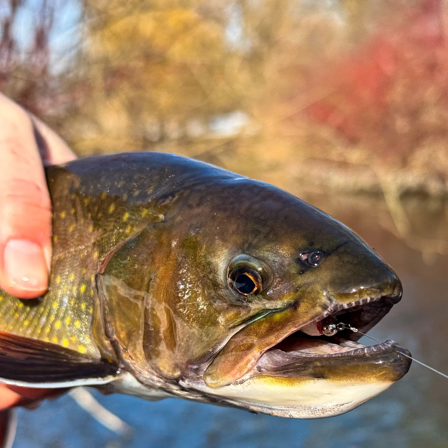 The most recent Brook trout catches on Fishbrain