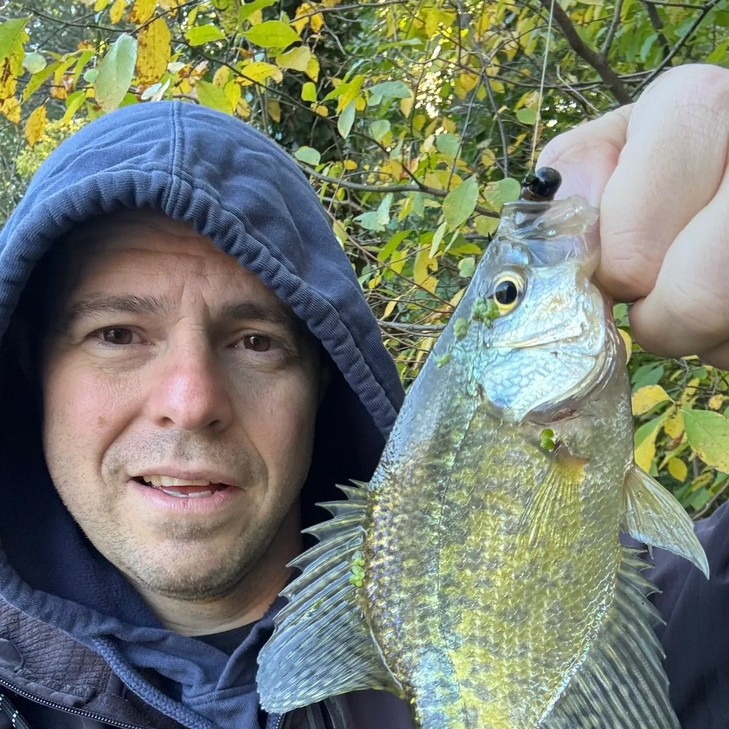 Black crappie caught on Fishbrain