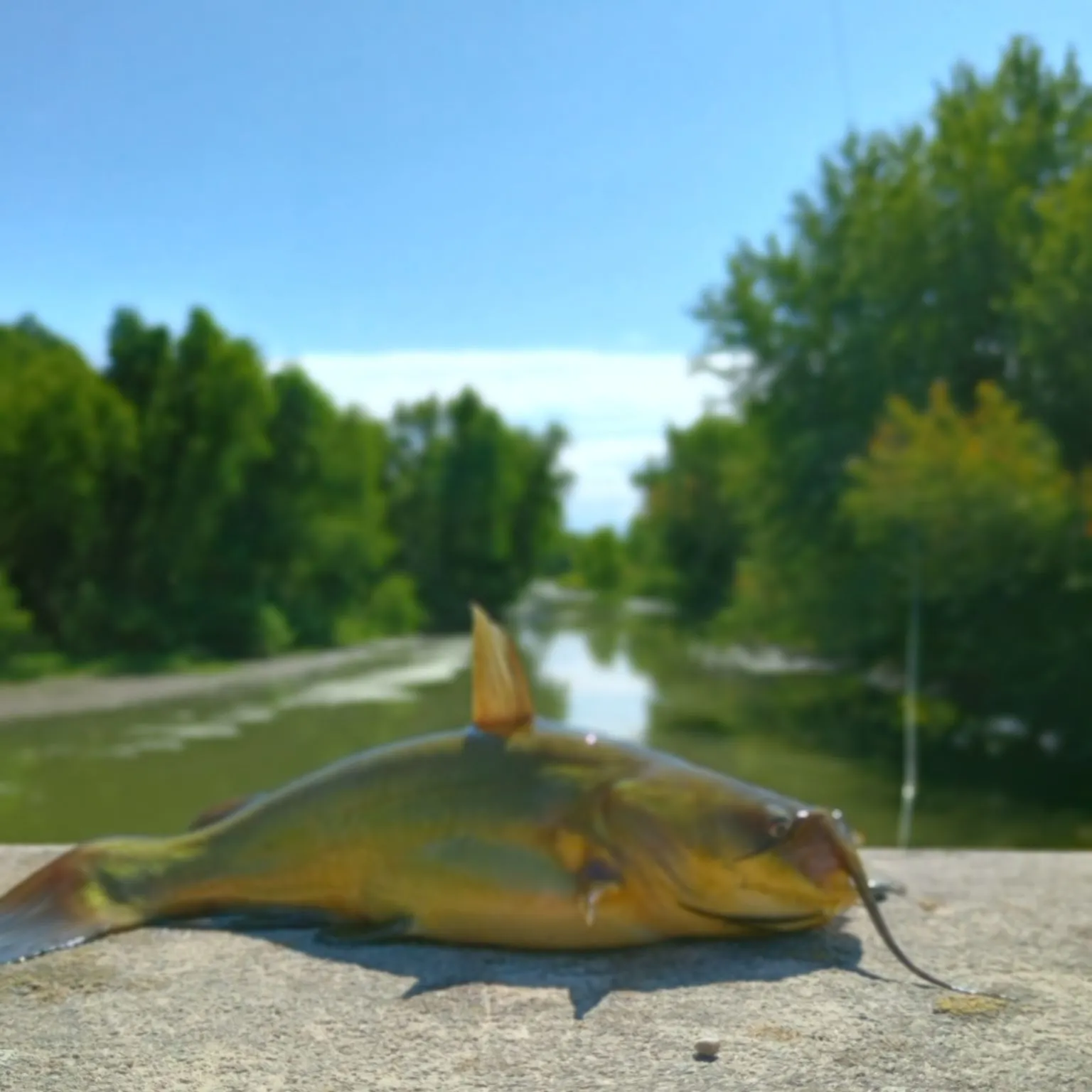 Yellow bullhead caught on Fishbrain