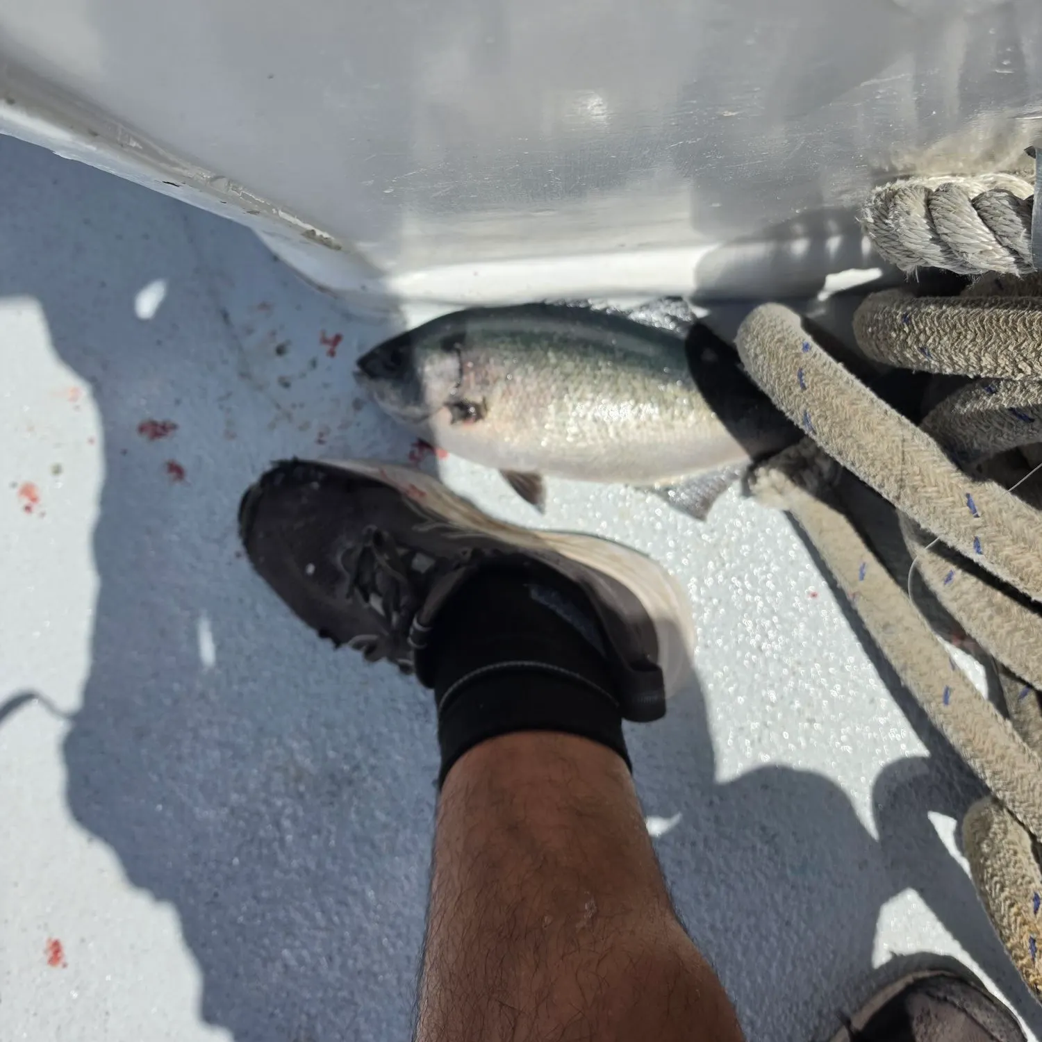 The most recent Halfmoon catches on Fishbrain