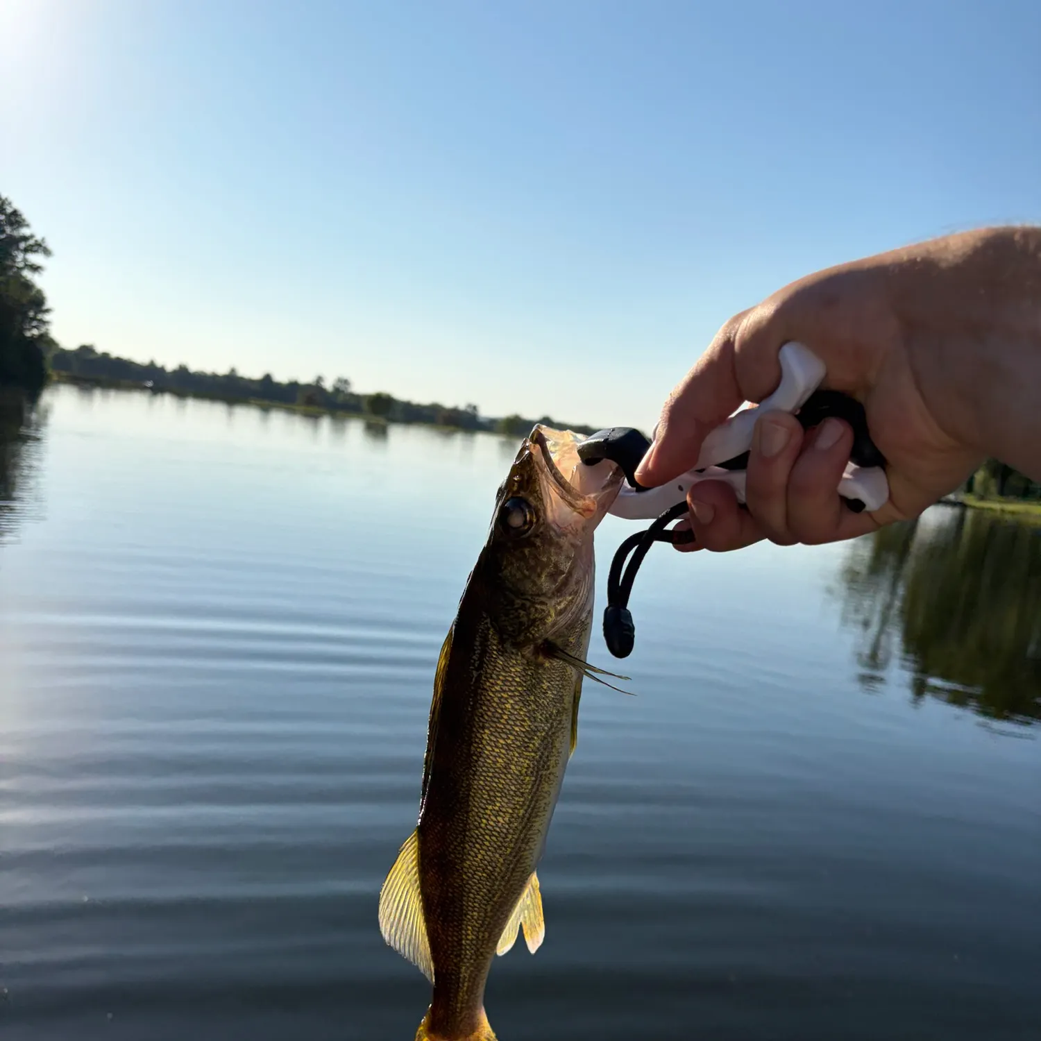 Walleye caught on Fishbrain