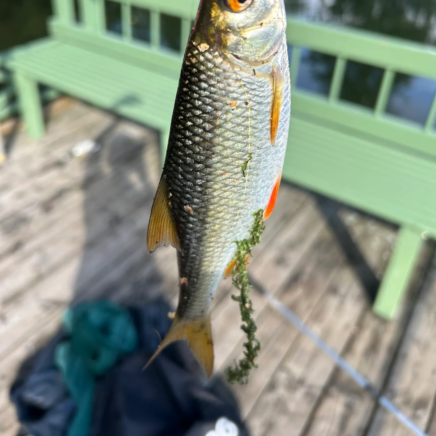 Common roach caught on Fishbrain