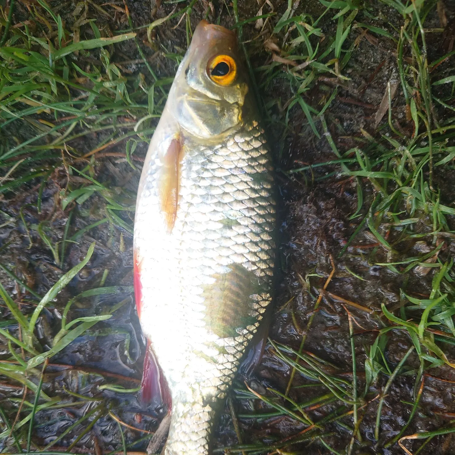 Fish caught on Fishbrain