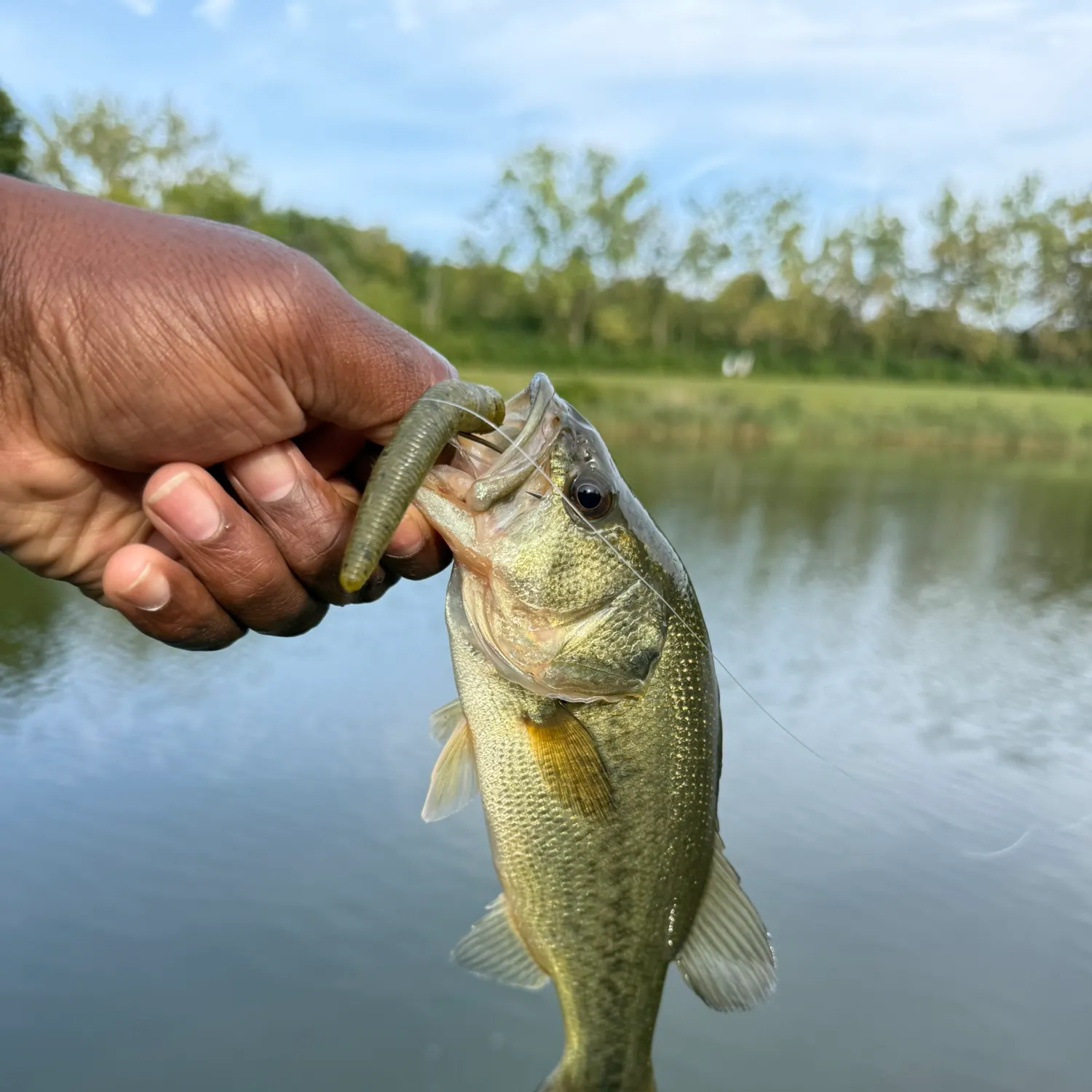 Largemouth bass caught on Fishbrain