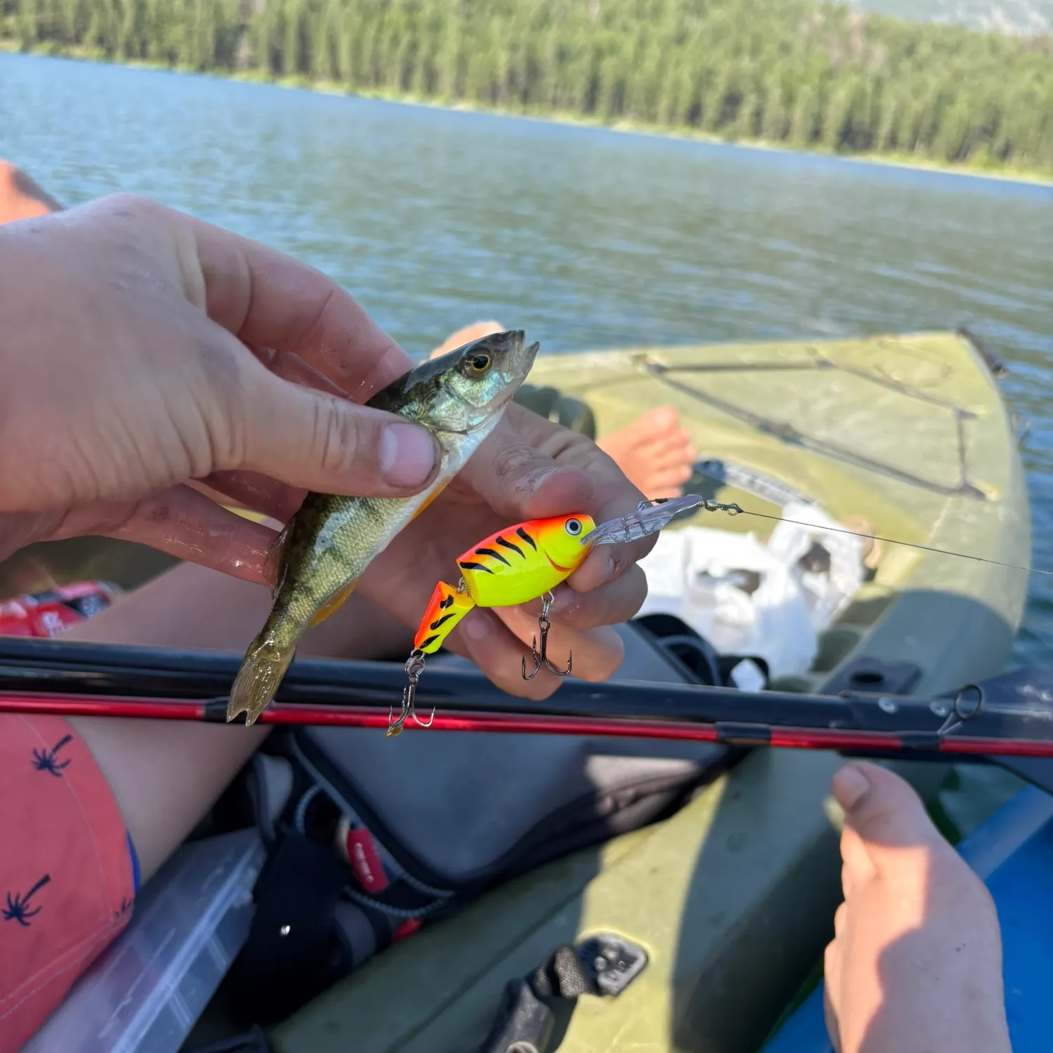 European perch caught on Fishbrain