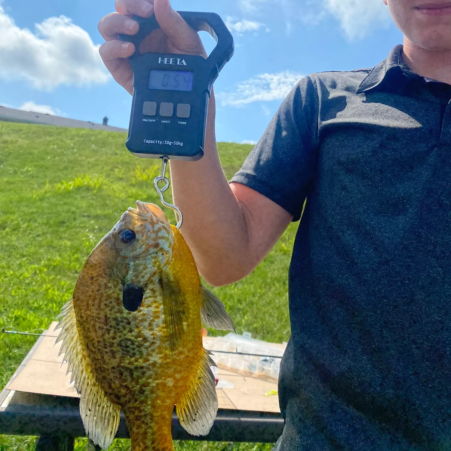 The most recent Bluegill catches on Fishbrain