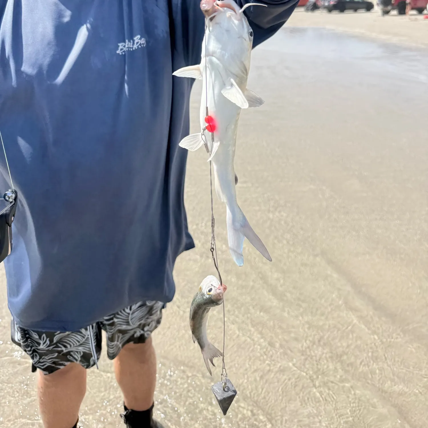 Gafftopsail sea catfish caught on Fishbrain