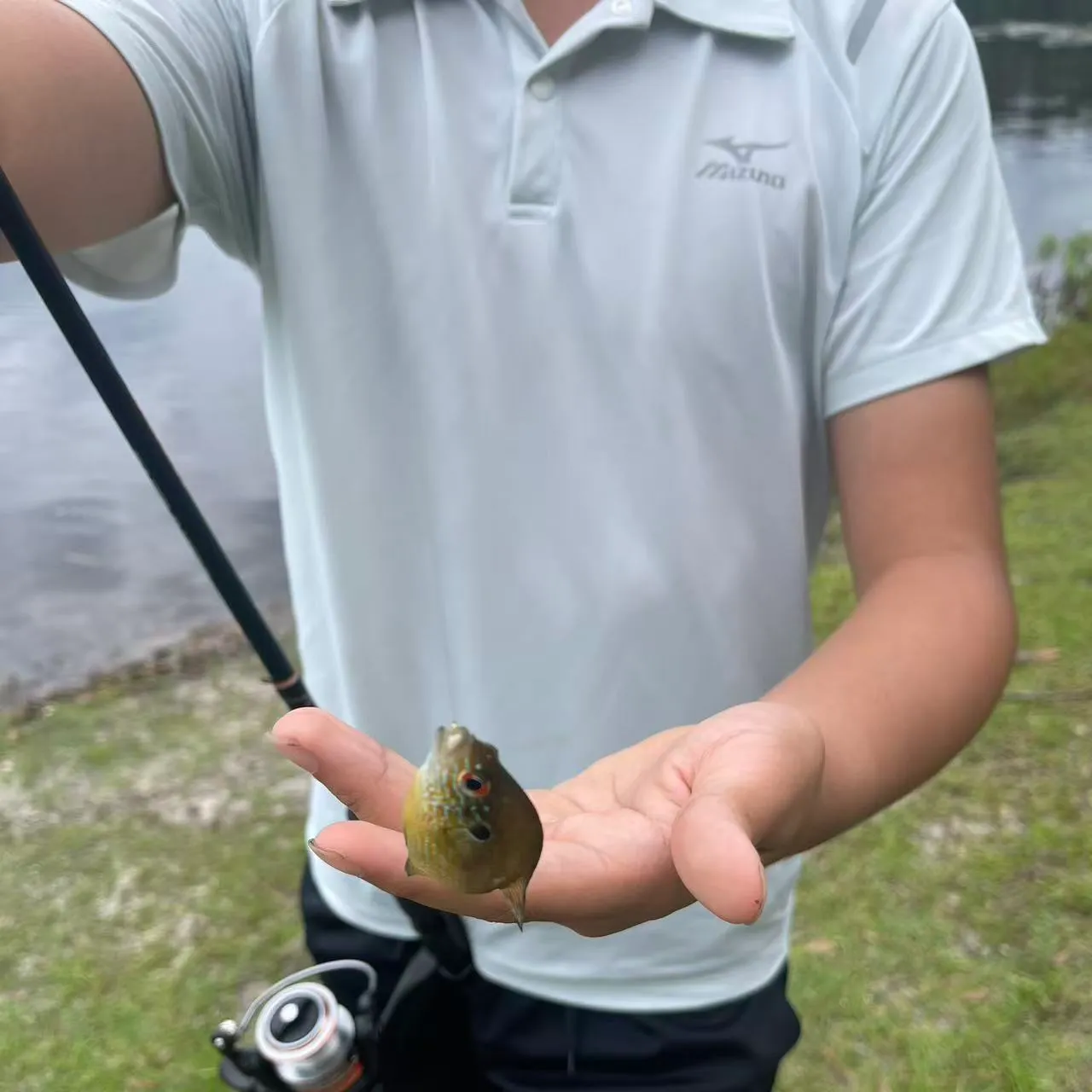 The most recent Dollar sunfish catches on Fishbrain