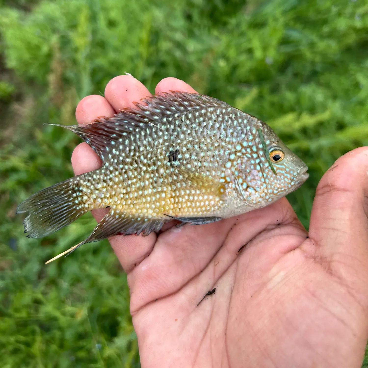 The most recent Rio Grande cichlid catches on Fishbrain