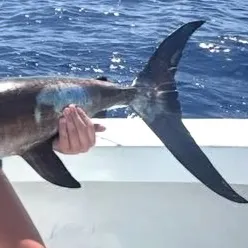 The most recent Swordfish catches on Fishbrain