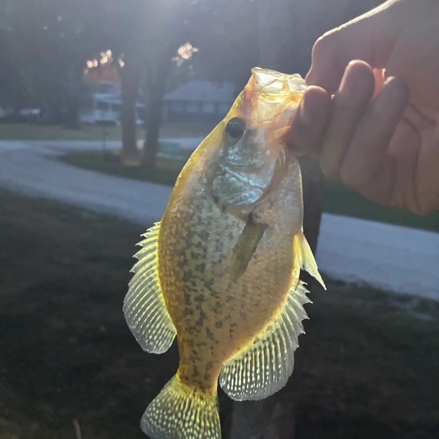 catch