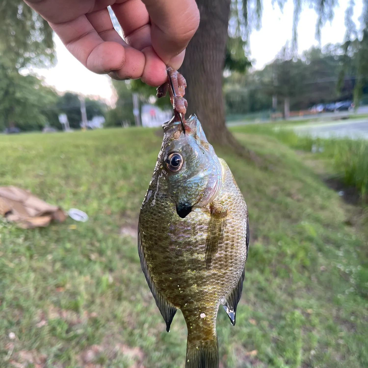 catch