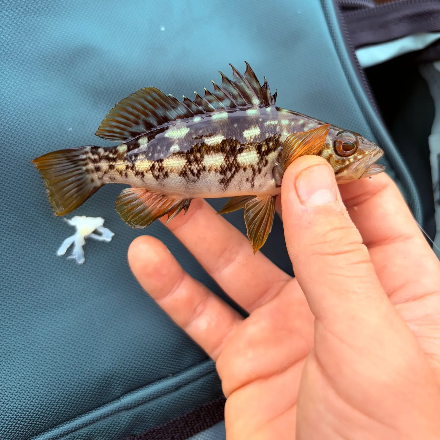 The most recent Kelp bass catches on Fishbrain