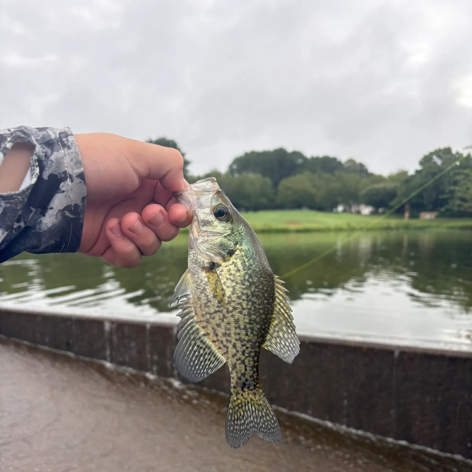 Black crappie caught on Fishbrain