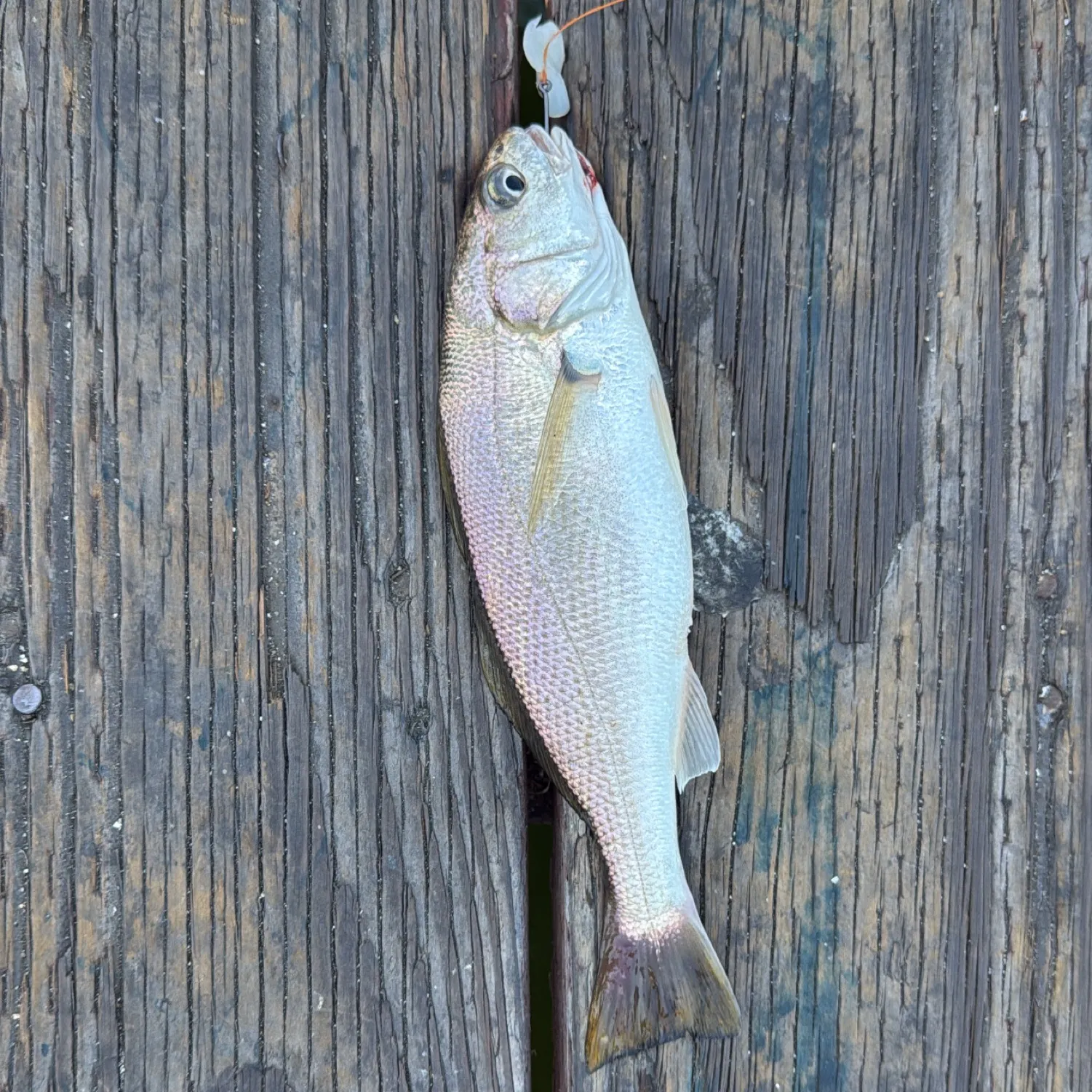 most liked catch image