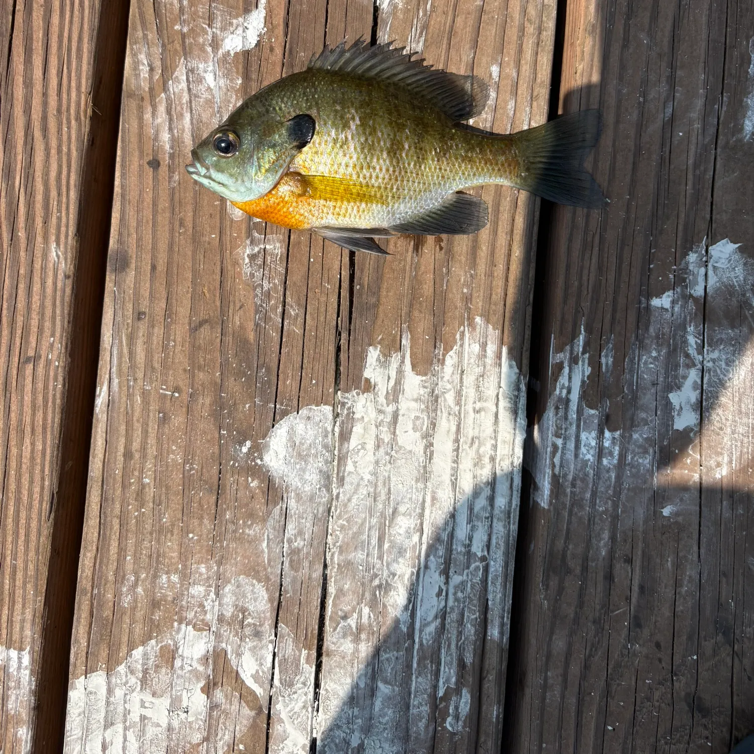 Bluegill caught on Fishbrain