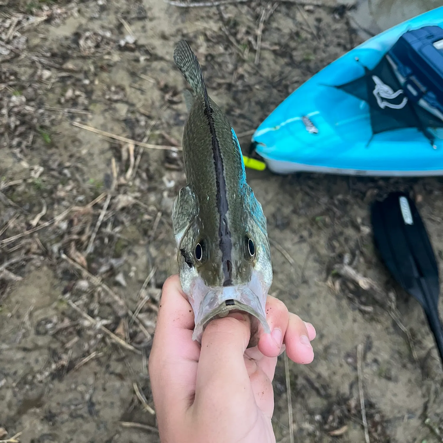 The most recent Magnolia crappie catches on Fishbrain