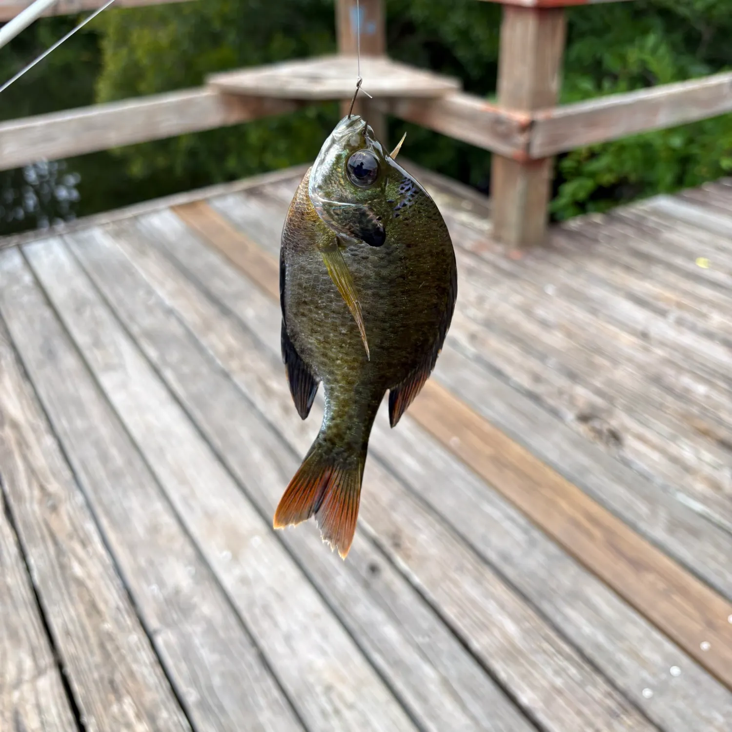 recently logged catches
