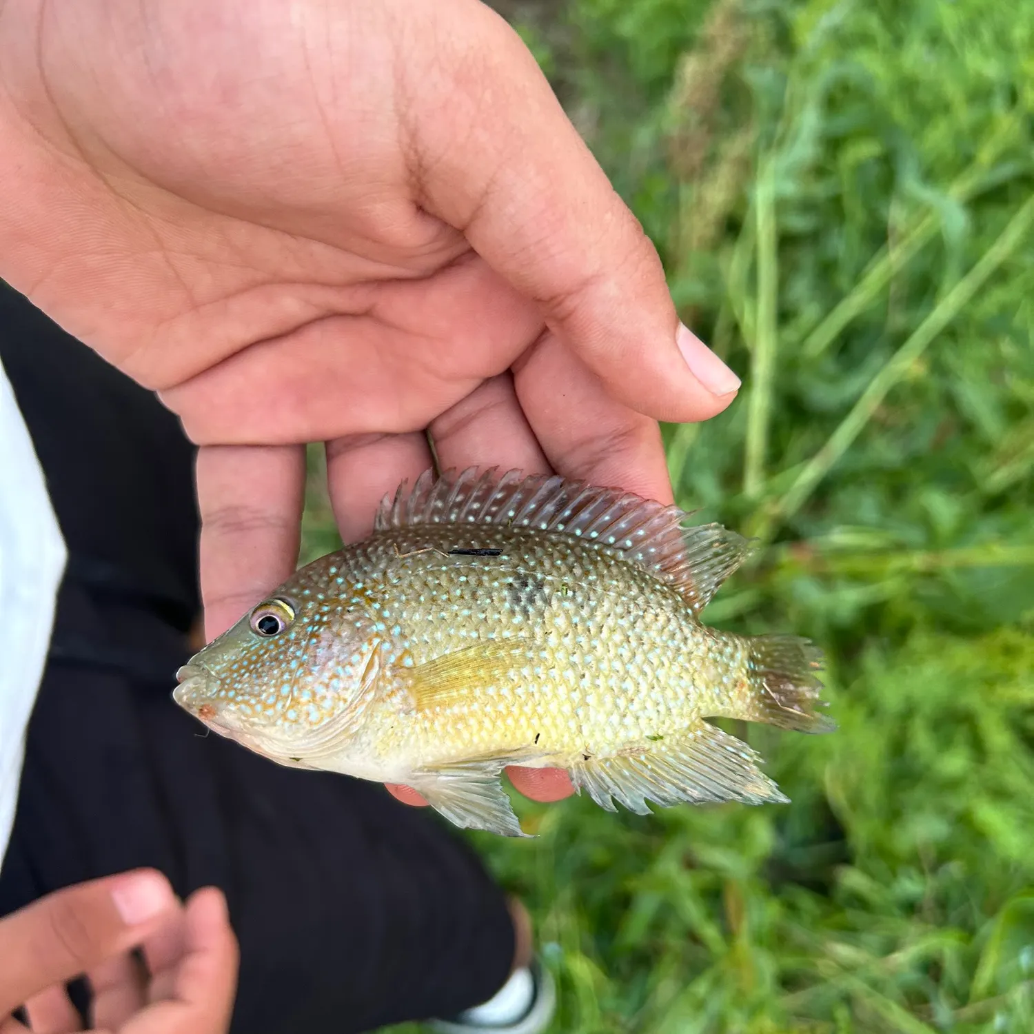 The most recent Rio Grande cichlid catches on Fishbrain