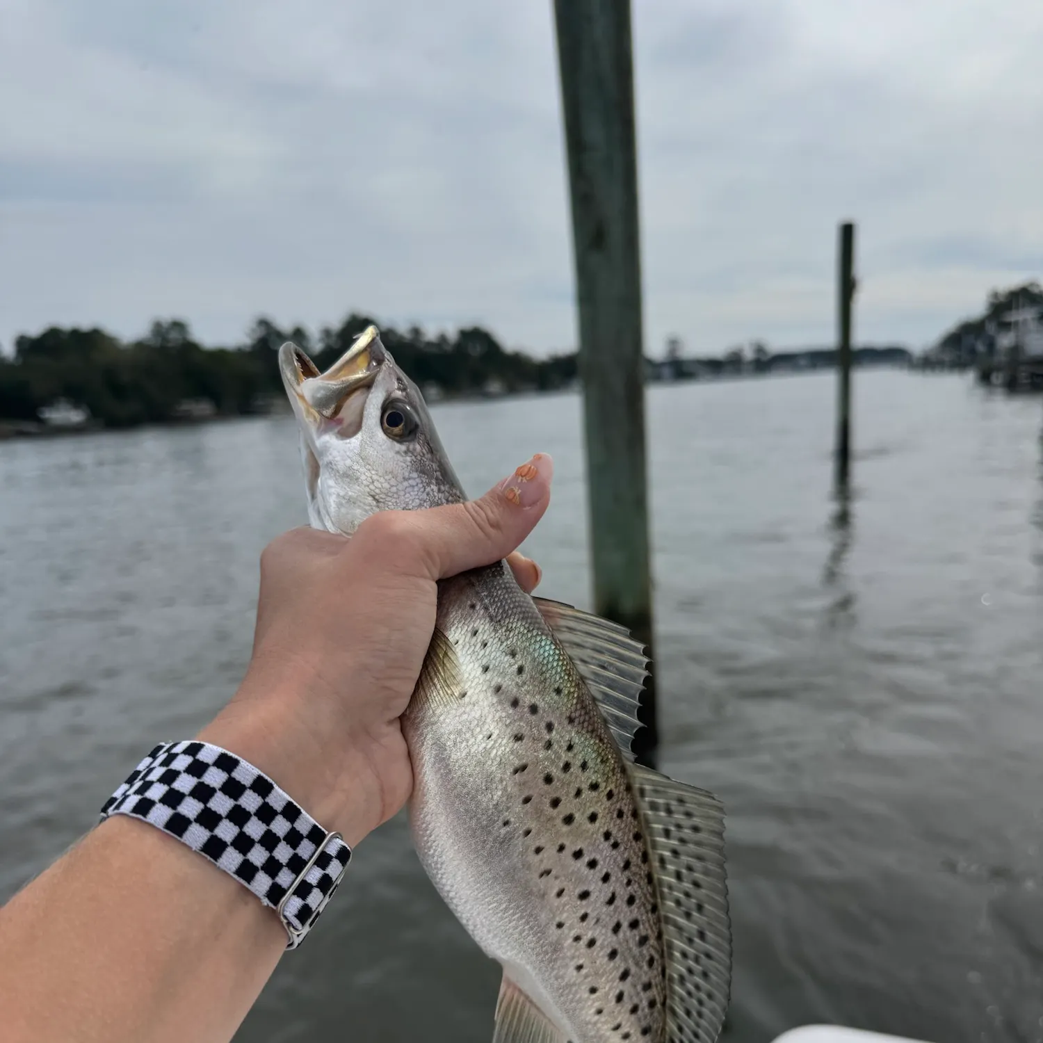 Spotted seatrout caught on Fishbrain