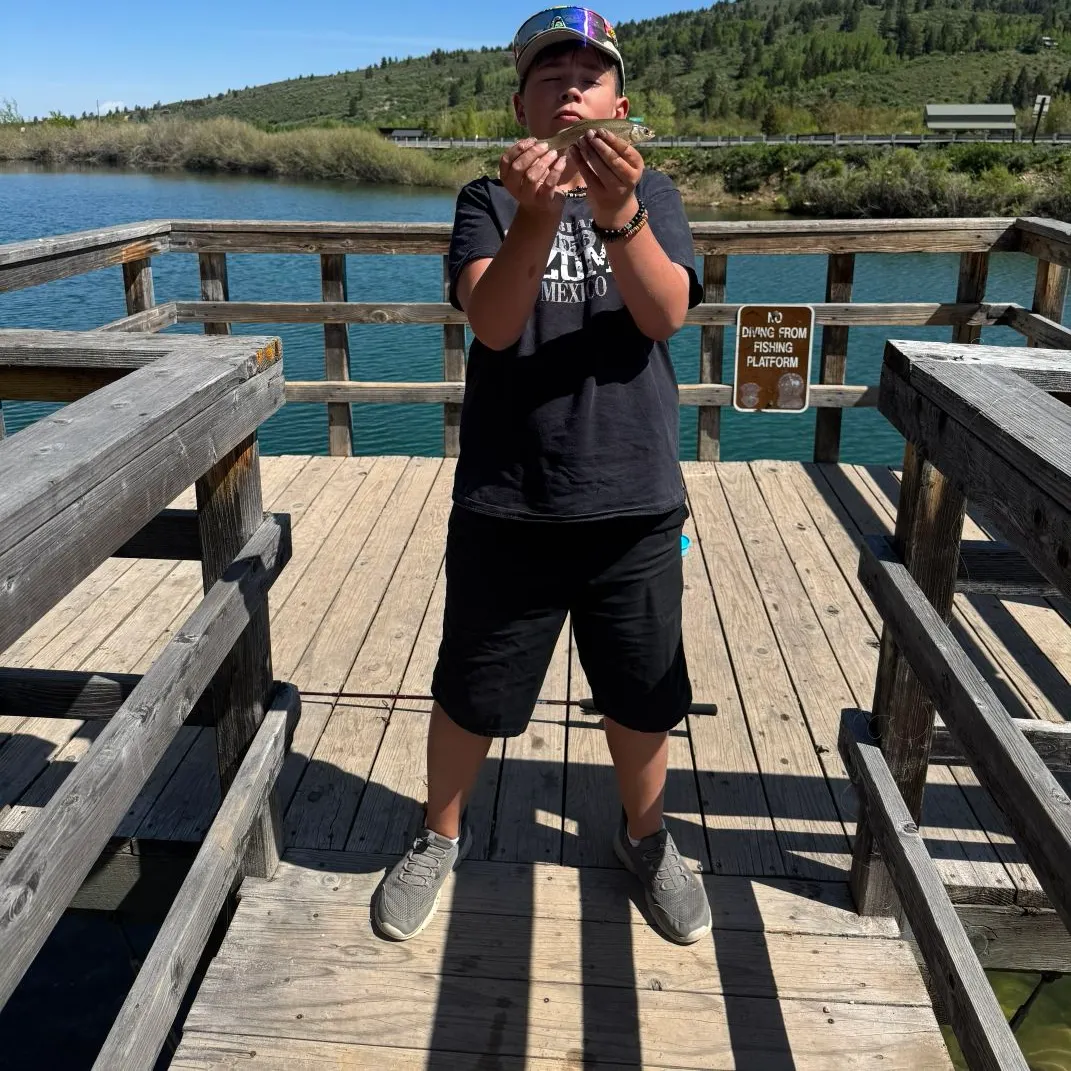 The most recent Tui chub catches on Fishbrain