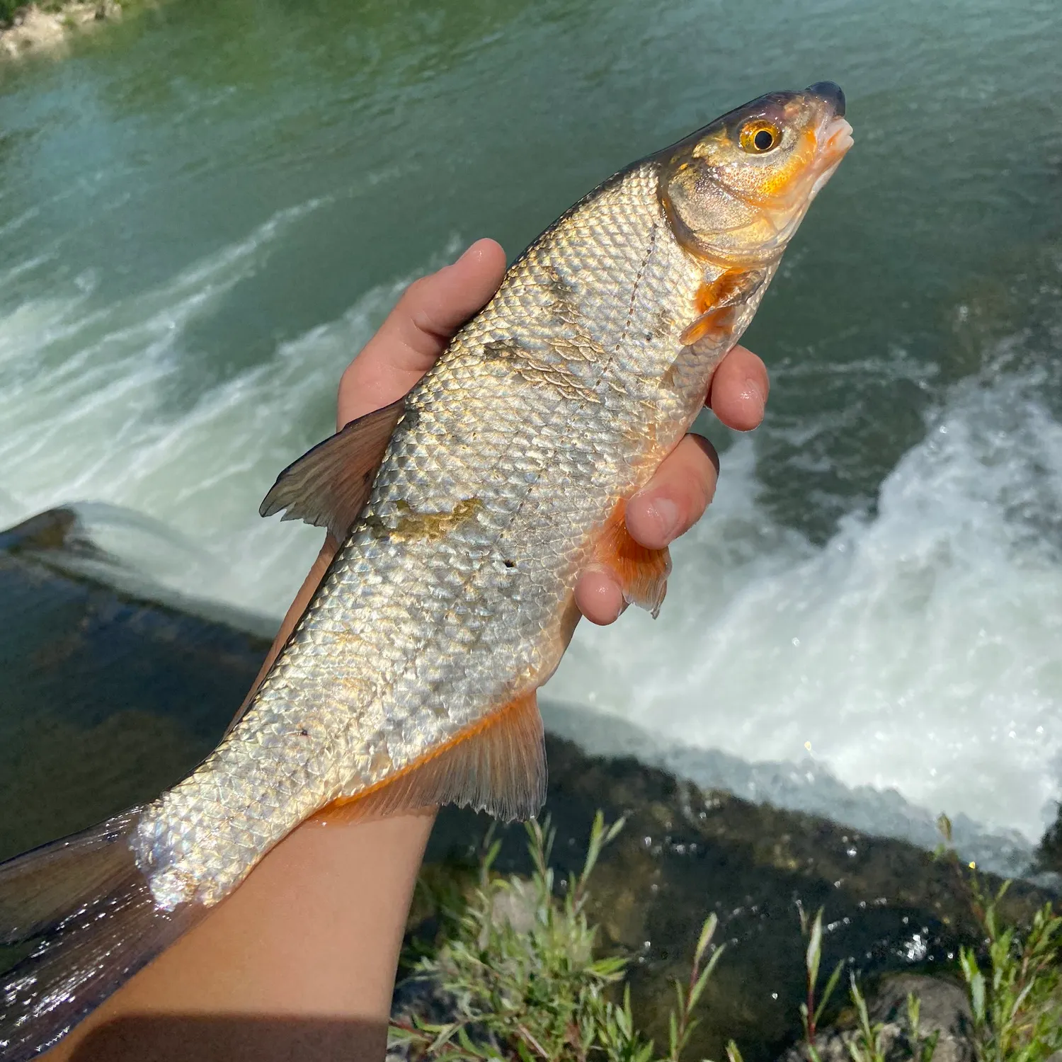 The most recent Common nase catches on Fishbrain
