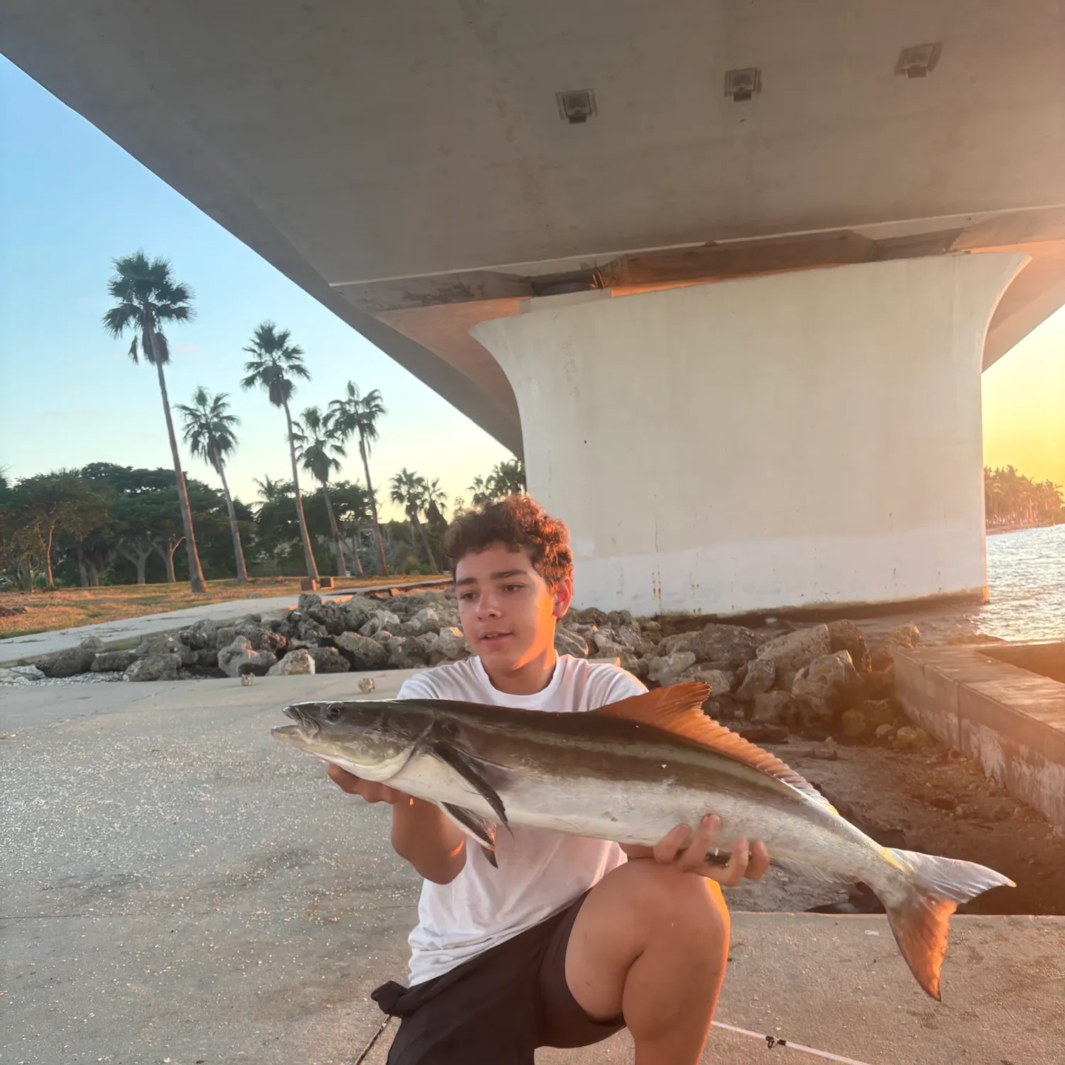 The most recent Cobia catches on Fishbrain