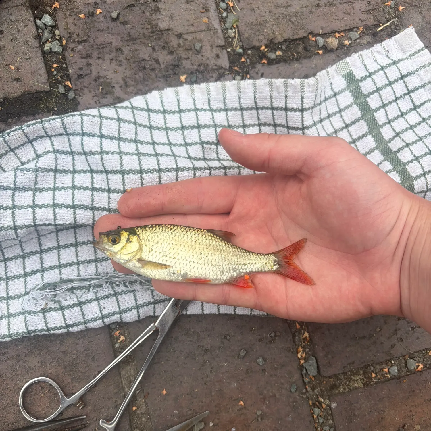 Common rudd caught on Fishbrain