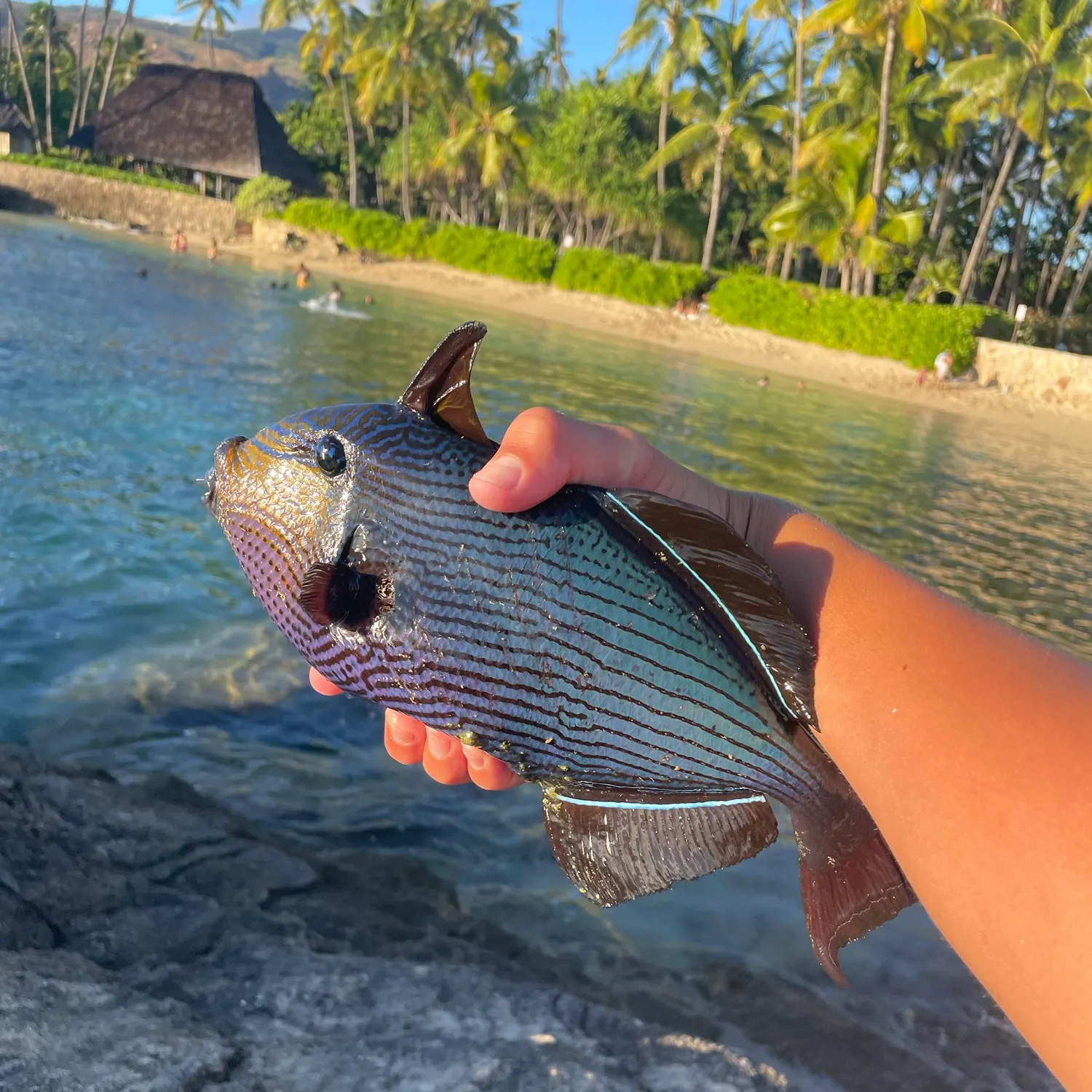 The most recent Black triggerfish catches on Fishbrain