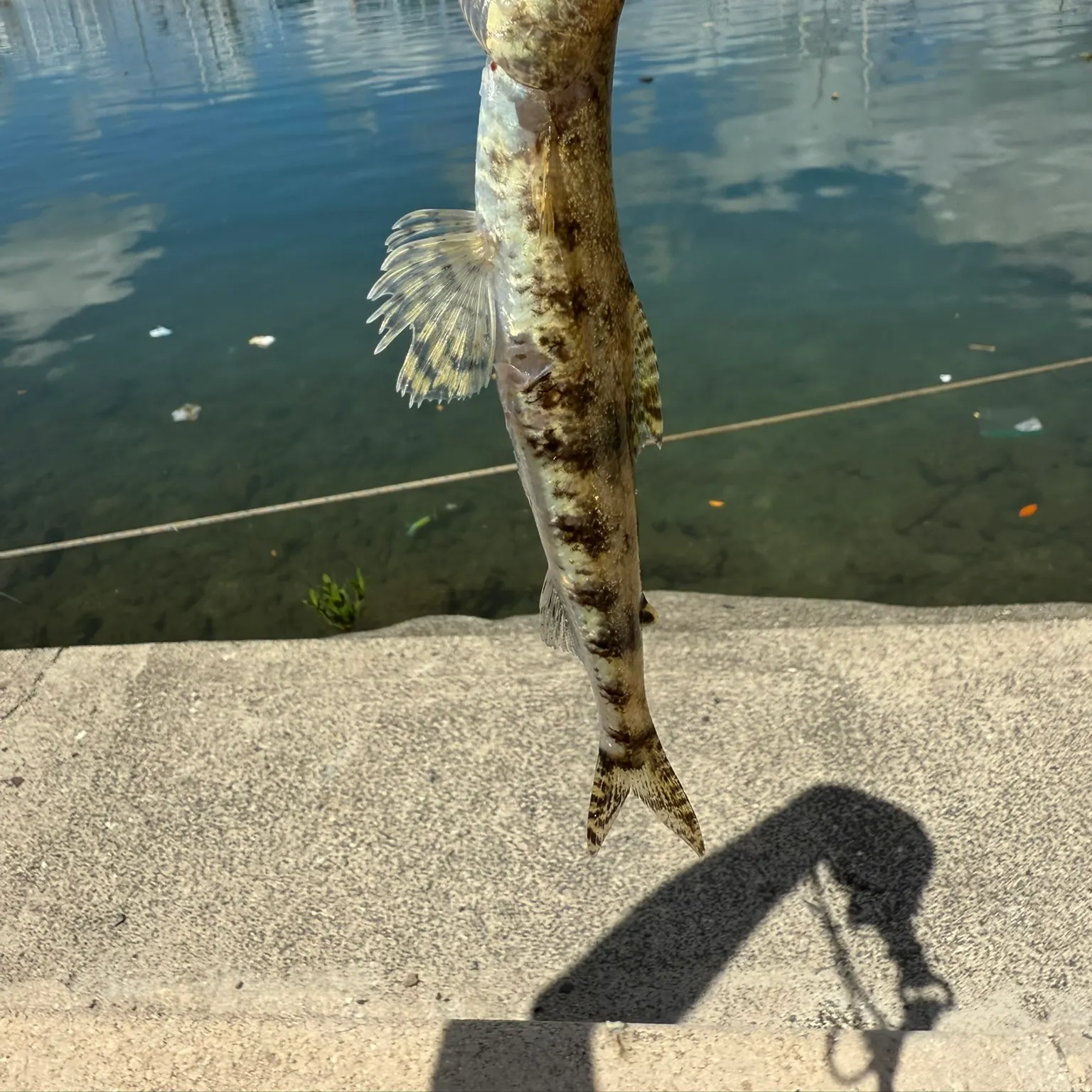 The most recent Lighthouse lizardfish catches on Fishbrain