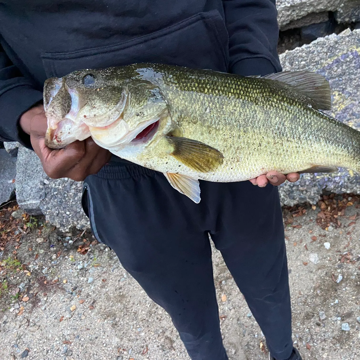 Largemouth bass caught on Fishbrain